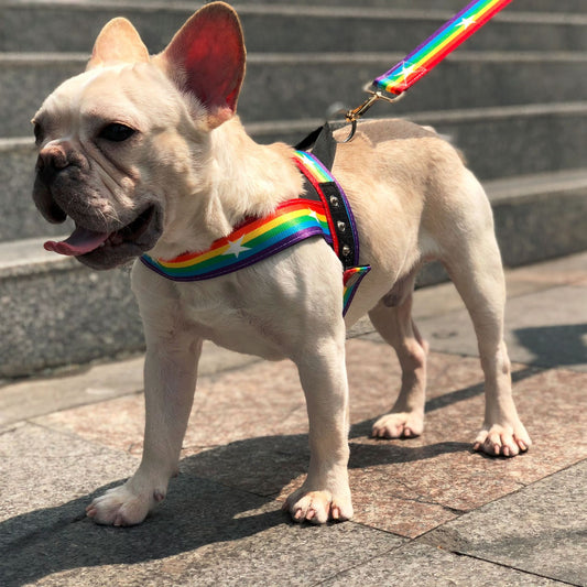 French Bulldog Rainbow Chest Strap and Leash - Le Frenchie Flair