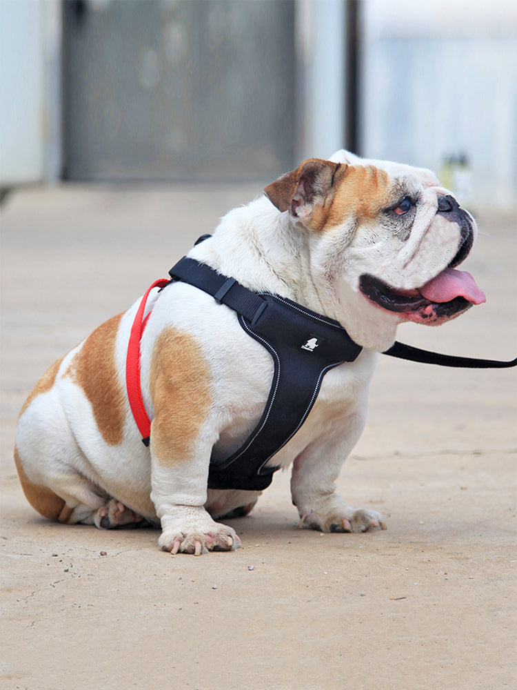 Dog Harness and Leash Bulldog - Le Frenchie Flair